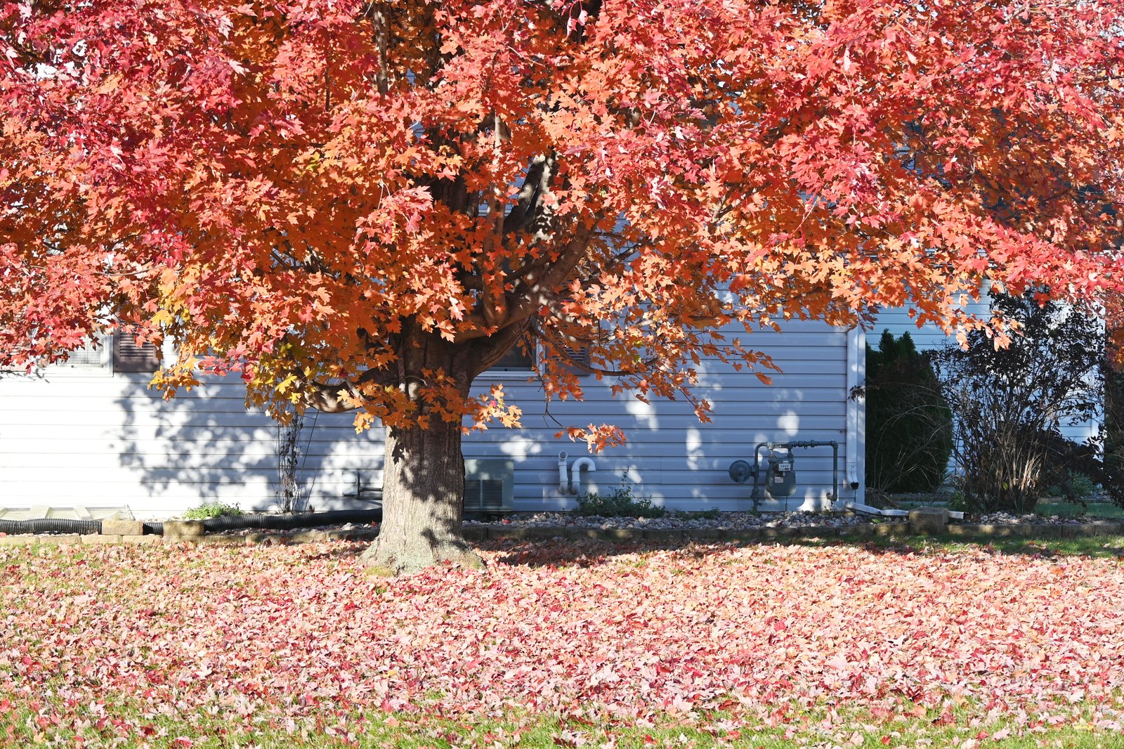 A large tree with vibrant red and orange autumn leaves in front of a house, with fallen leaves covering the lawn.