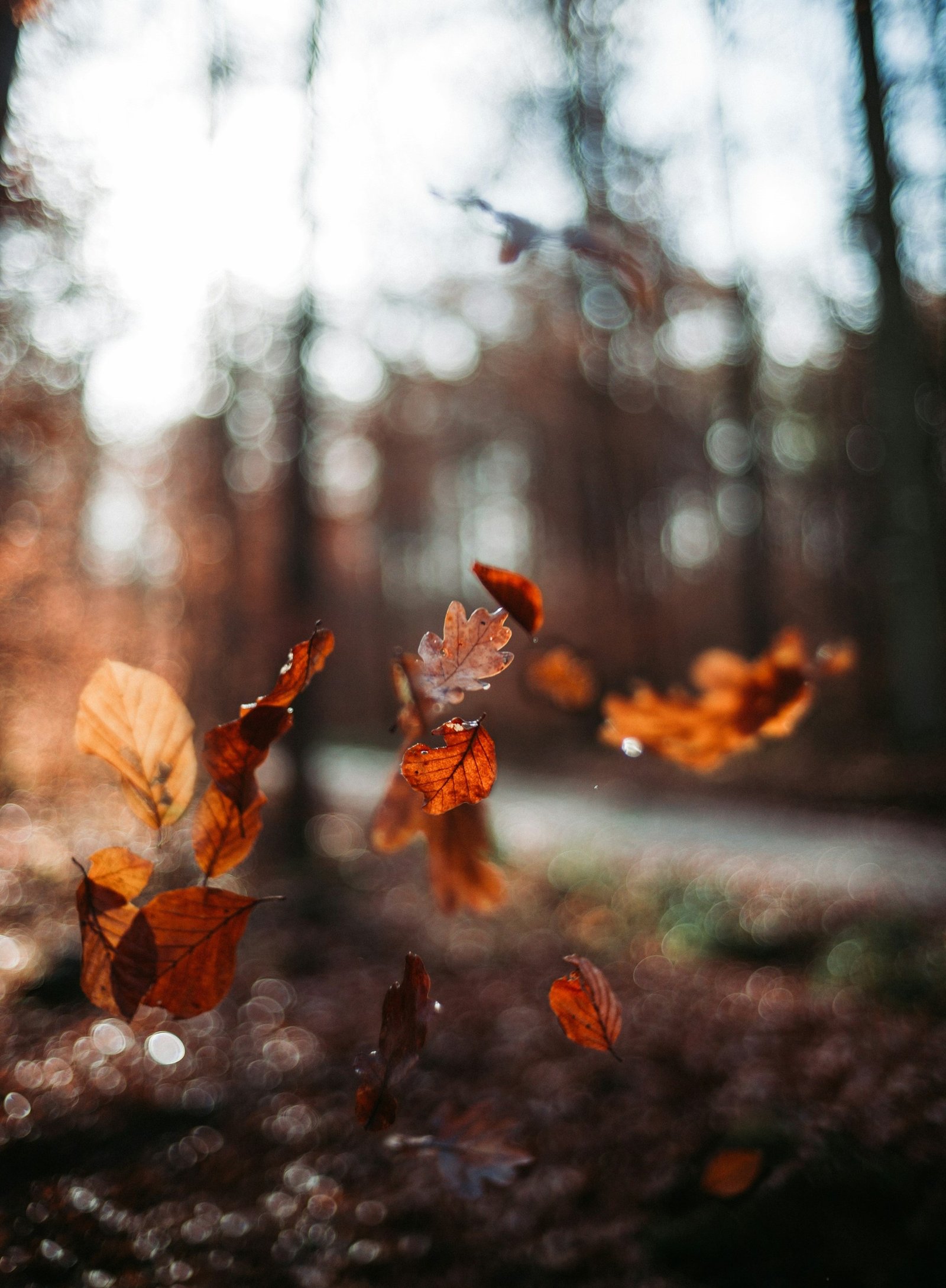 Close-up of brown autumn leaves falling in a blurred forest background with soft natural light.